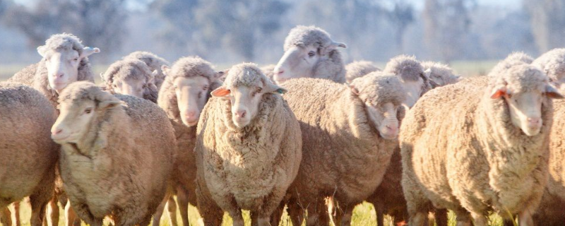 澳洲羊毛和羊绒的区别 澳洲羊毛是羊绒吗