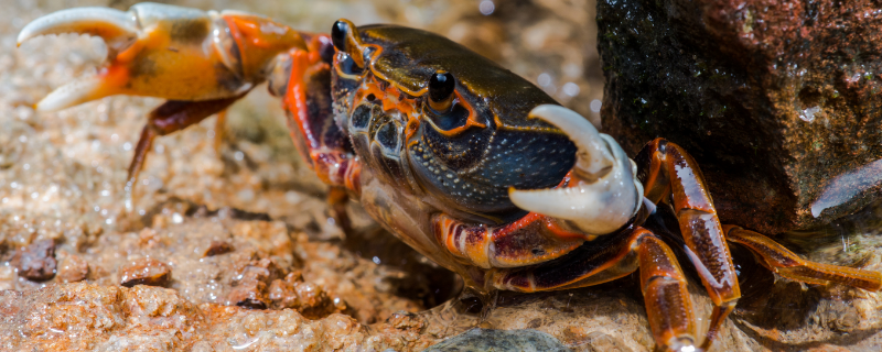 螃蟹的寿命能活多少年 螃蟹的寿命有几年