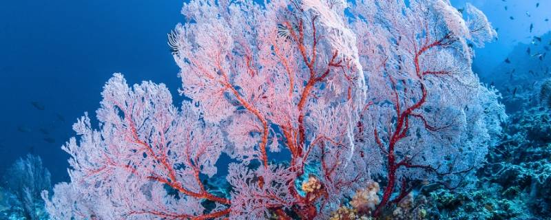 珊瑚是一种动物还是植物（珊瑚是一种植物还是一种动物）