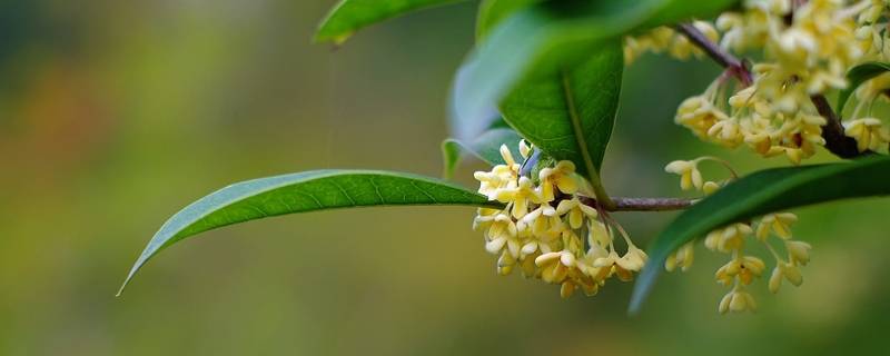 北京有桂花吗 北京哪里可以看到桂花