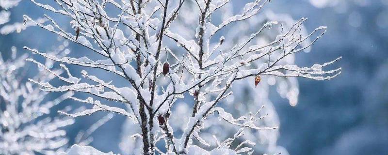 北方下雪要打伞吗（东北下雪为什么不打伞）