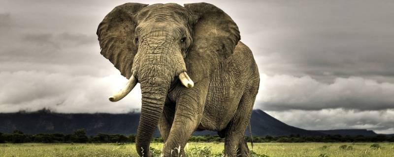 大象的性格特点有哪些 大象的性格特点有哪些100字