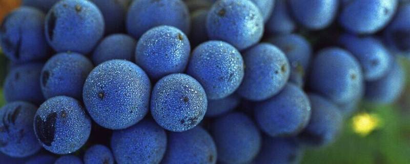 蓝莓葡萄是夏黑葡萄吗 云南蓝莓葡萄是夏黑葡萄吗