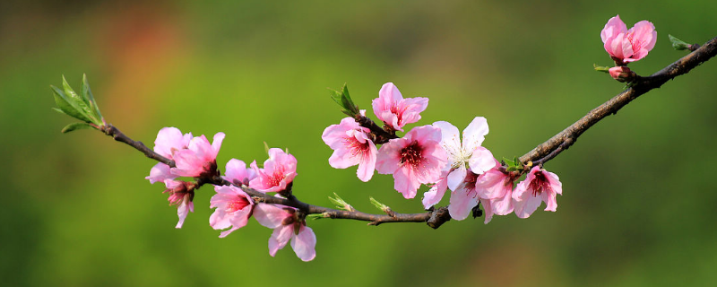 桃花是什么季节的（桃花是什么季节的时候才有）