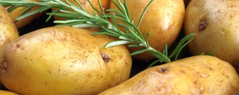 隔水蒸土豆要多久才熟 土豆多久能煮熟蒸