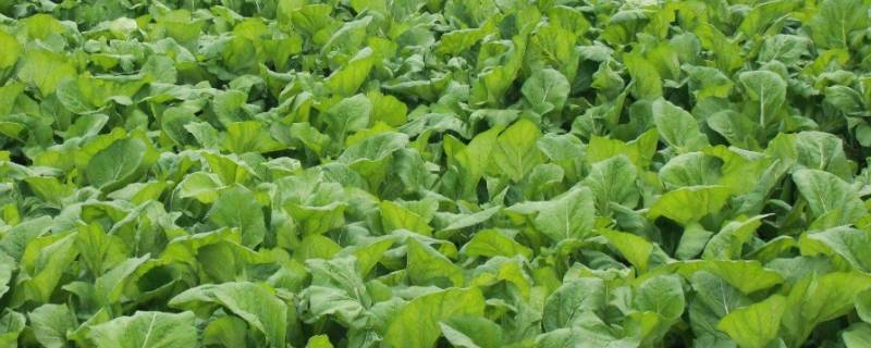 菜的品种(菜的品种名称大全图片)