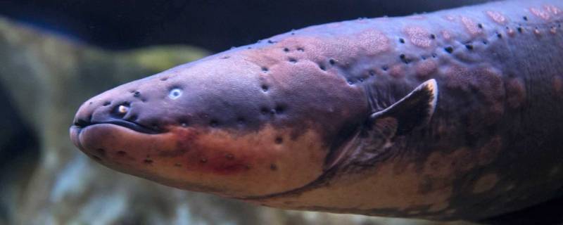 电鳗的天敌是什么 电鳗的天敌是什么动物海蛇怎么不怕电鳗