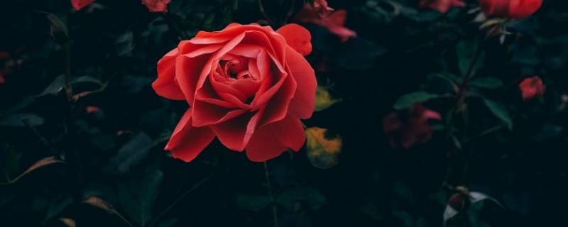 一朵玫瑰花代表什么意思 一朵玫瑰花代表什么意思三朵玫瑰花代表什么意思
