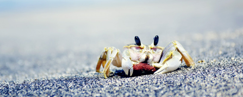 螃蟹一般吃什么东西（螃蟹螃蟹吃什么东西）