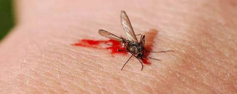 蚊子可以飞几层楼高 蚊子能飞多高的楼层