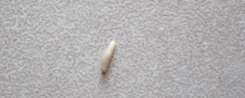沙发上白色的虫子是什么虫 沙发上白色的虫子是什么虫咬红包