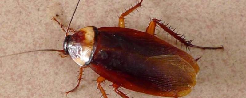 蟑螂的寿命 蟑螂的寿命和繁殖周期