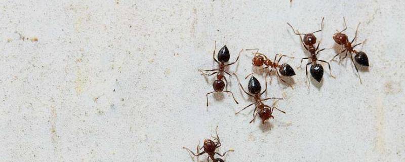 蚂蚁怎么消灭用什么方法（花盆里的蚂蚁怎么消灭用什么方法）