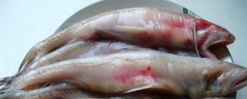 龙头鱼为什么有甲醛 龙头鱼有毒吗