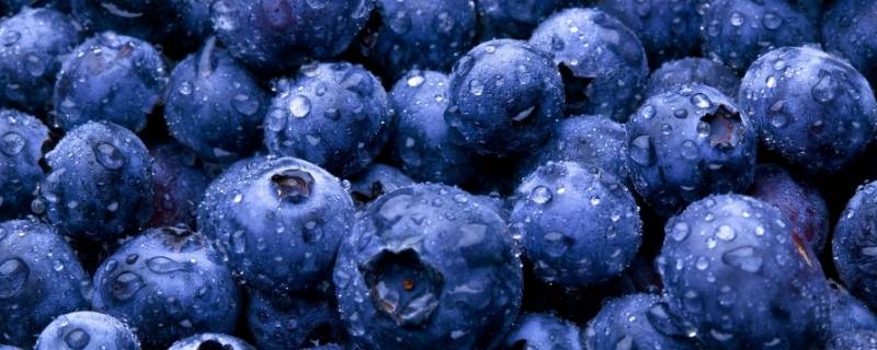 蓝莓可以吃皮的吗（蓝莓可以吃皮么）
