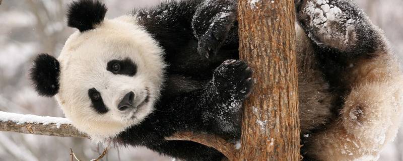 国宝大熊猫的介绍（国宝大熊猫的介绍和特点）