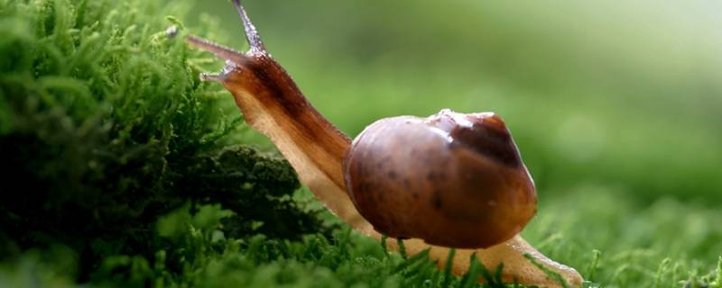 蜗牛喜欢吃什么东西 蜗牛喜欢吃什么东西可以吃吃椰子和什么东西呢