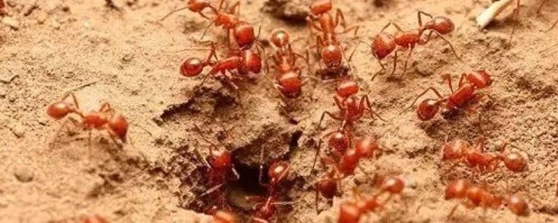 蚂蚁卵多久孵化 蚂蚁卵多久可以孵出蚂蚁