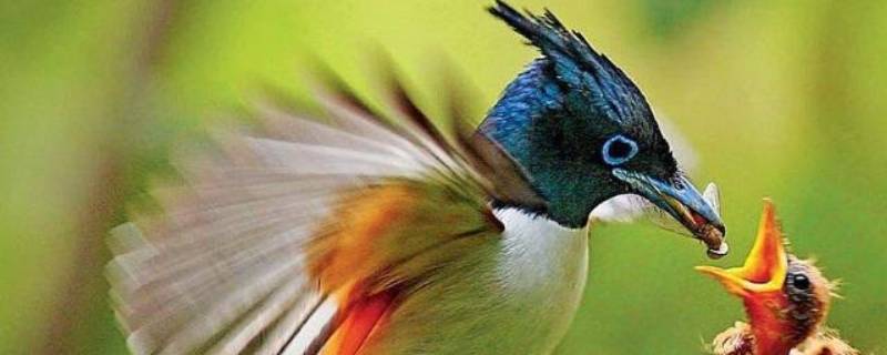 大自然有哪些鸟 大自然有哪些鸟儿美妙的声音