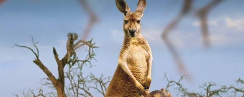 袋鼠生长在挪威吗 袋鼠美洲狮哪种动物生长在挪威