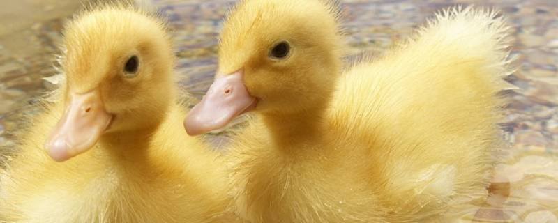 小鸭子可以游泳吗 刚出生不久的小鸭子可以游泳吗