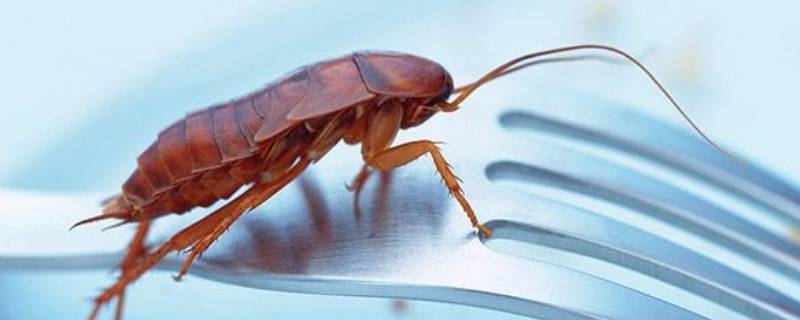 蟑螂闻到杀虫剂会死吗 蟑螂能被杀虫剂杀死吗