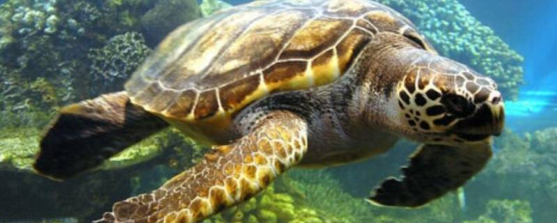 海龟的寿命（海龟的寿命最长多少年）
