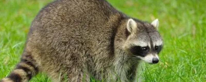 浣熊是保护动物吗 浣熊是保护动物吗,能当宠物养吗