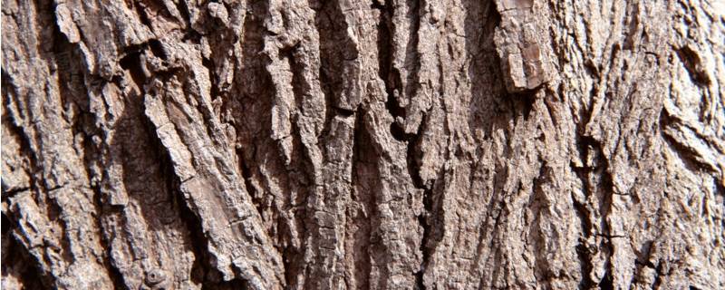树皮是什么组织 树皮是什么组织以外的全部总称