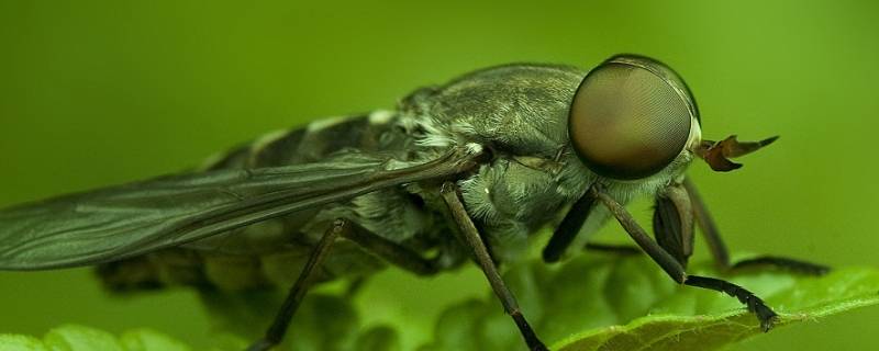 瞎耳蒙是什么虫子 蠓虫是什么虫子