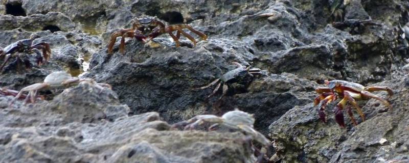 海边岩石缝里的螃蟹叫什么（海边石头缝里的螃蟹叫啥）