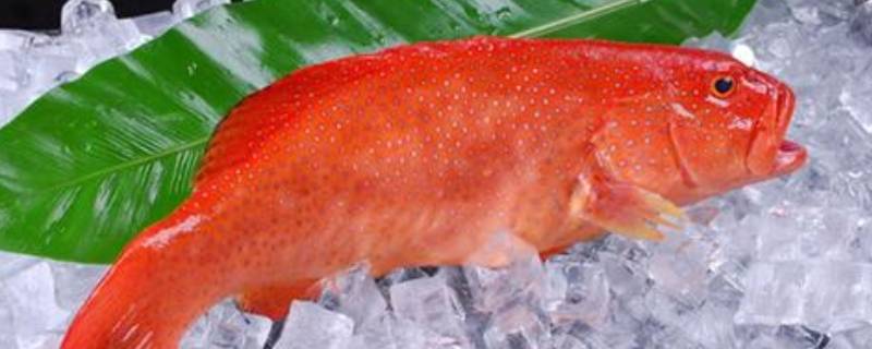 红色鱼是什么鱼 海里的红色鱼是什么鱼