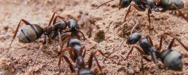 蚂蚁怎么处理死去的同伴 蚂蚁会杀死同伴吗
