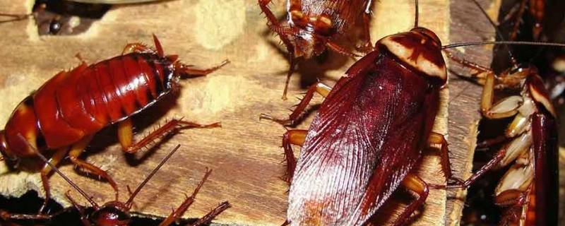 美洲大蠊是蟑螂吗 美洲大蠊与普通蟑螂有区别吗?