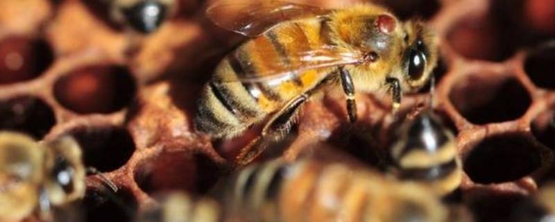 土蜂怎么才能消灭 怎样消灭土蜂