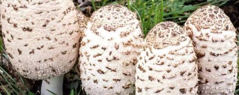 草坪上常见的蘑菇（草坪上长的蘑菇）