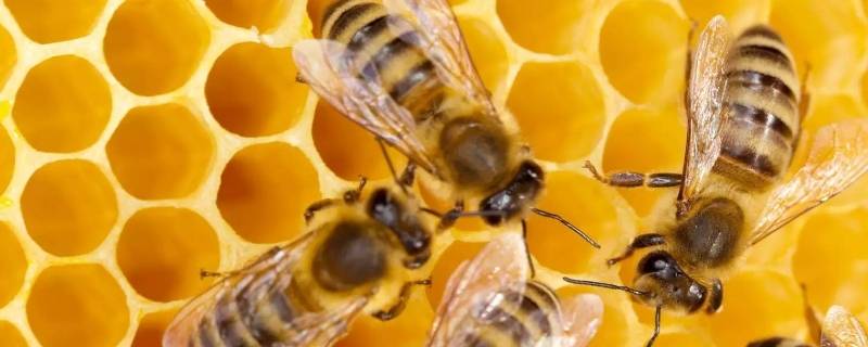 蜂蜡是干什么用的 蜂蜡能干啥