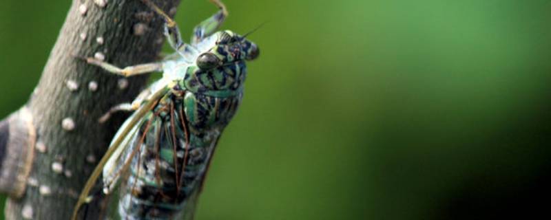 昆虫记中蝉的外形 昆虫记中蝉的外形特点概括