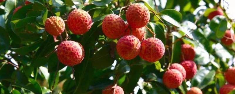 荔枝有虫子怎么辨别（分辨荔枝有没有虫）