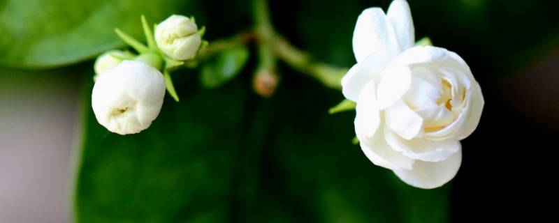 茉莉花香对人体有什么影响 茉莉花香对人体有没有害处