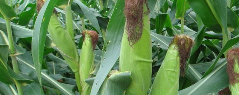一棵玉米树能结多少个玉米 一棵玉米树能结几个玉米