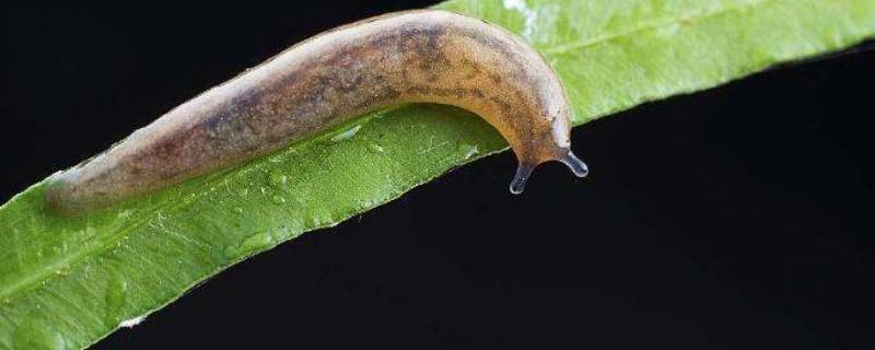 黏黏虫从哪里爬出来的 爬过去有粘液的虫子