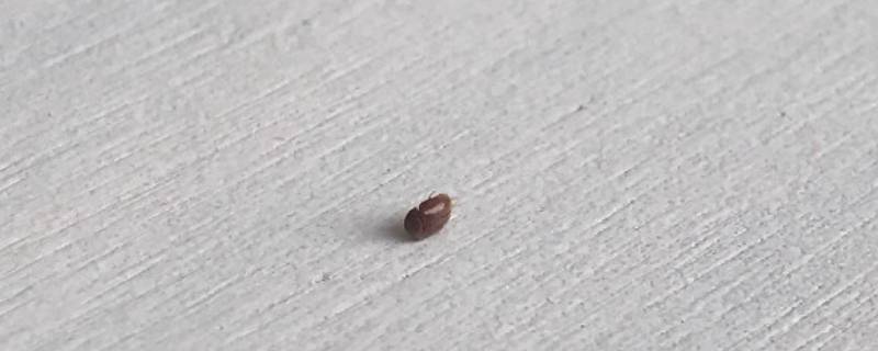 家里有褐色的小虫子很小很多怎么办（家里有细长褐色的虫子）