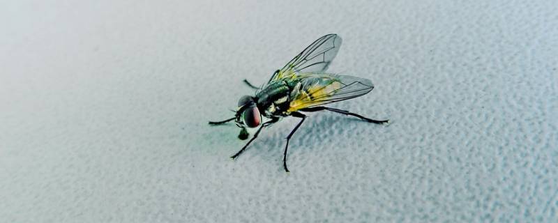喷什么可以长期驱赶苍蝇 喷什么可以长期驱赶苍蝇蚊子