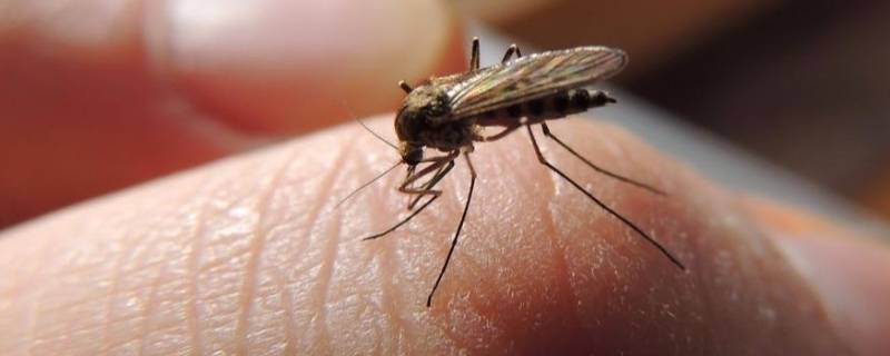 蚊子寿命这么短怎么过冬 蚊子的寿命短吗