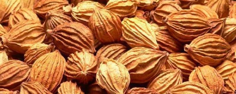 香砂是什么香料（香砂是什么香料图片）