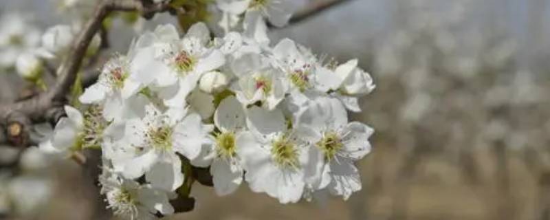 梨花的精神与品格 梨花有什么样的精神