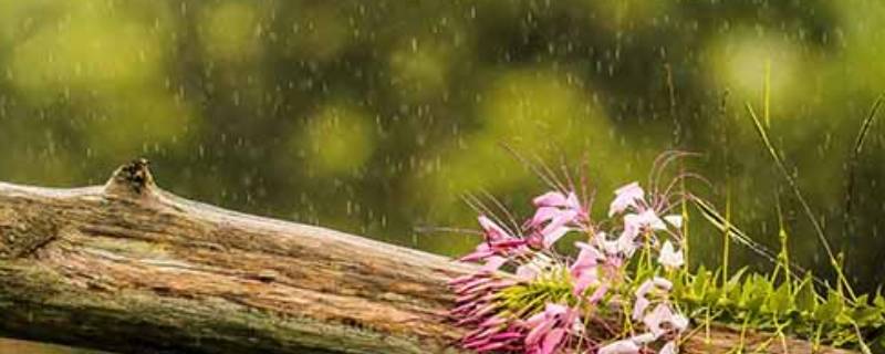 雨水量毫米是什么意思（雨水的毫米是什么意思）