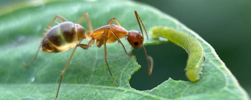 蚂蚁寿命 蚂蚁寿命多长时间