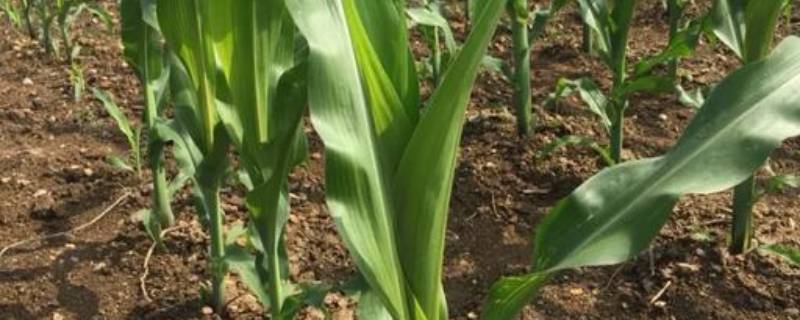 玉米怎么数叶片 怎样数玉米叶有图片叶